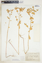 Euphorbia spathulata image