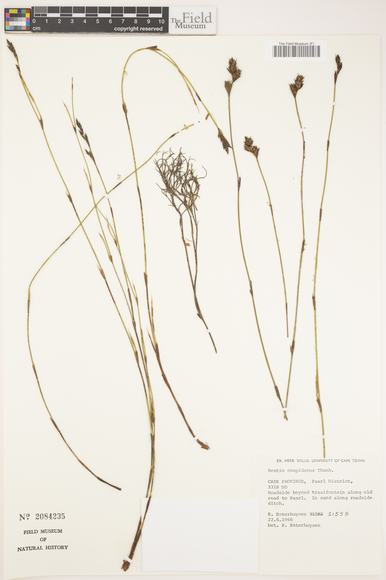 Restio capensis image
