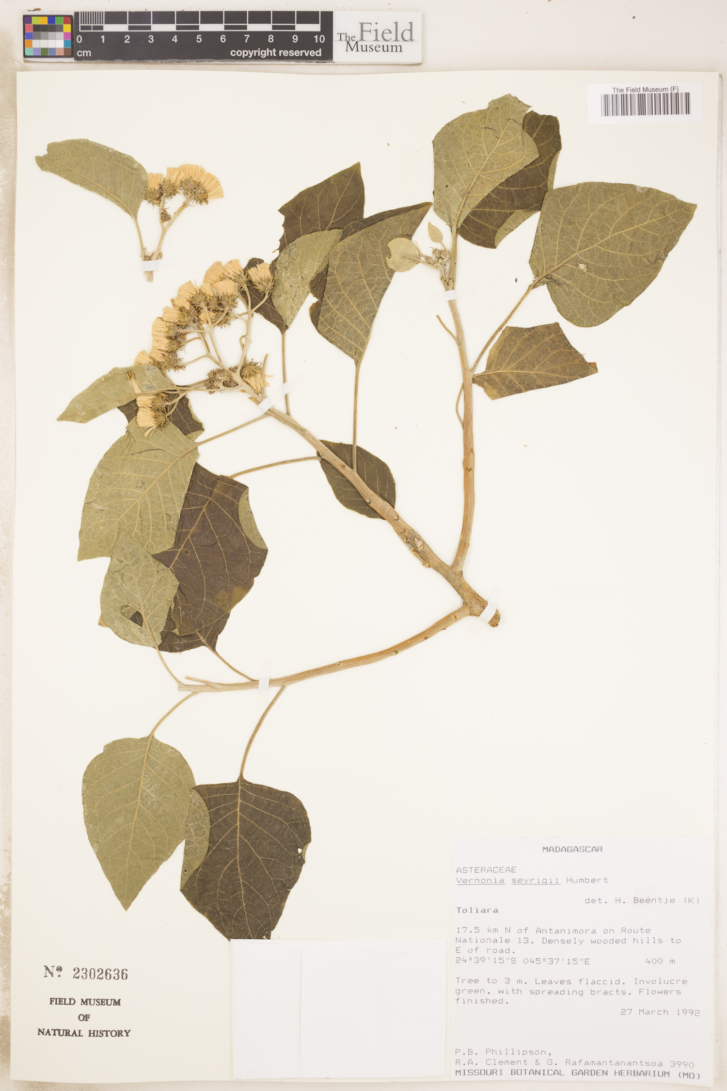 Vernonia seyrigii image