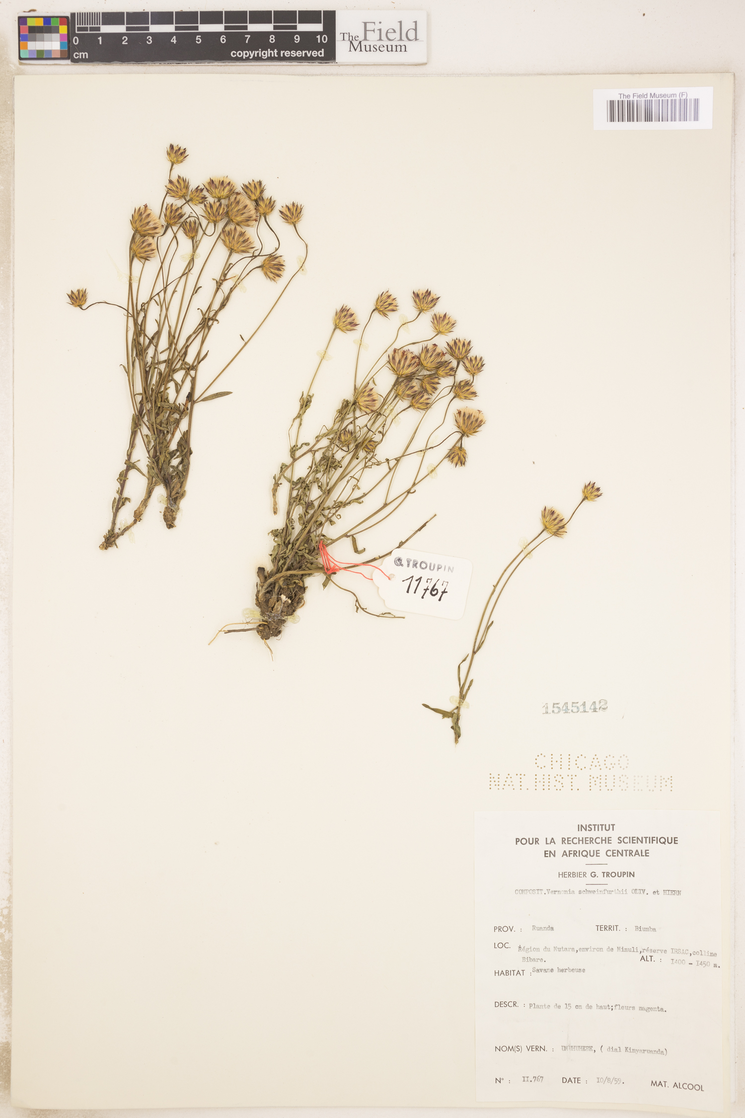 Vernonia schweinfurthii image