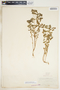 Euphorbia spathulata image