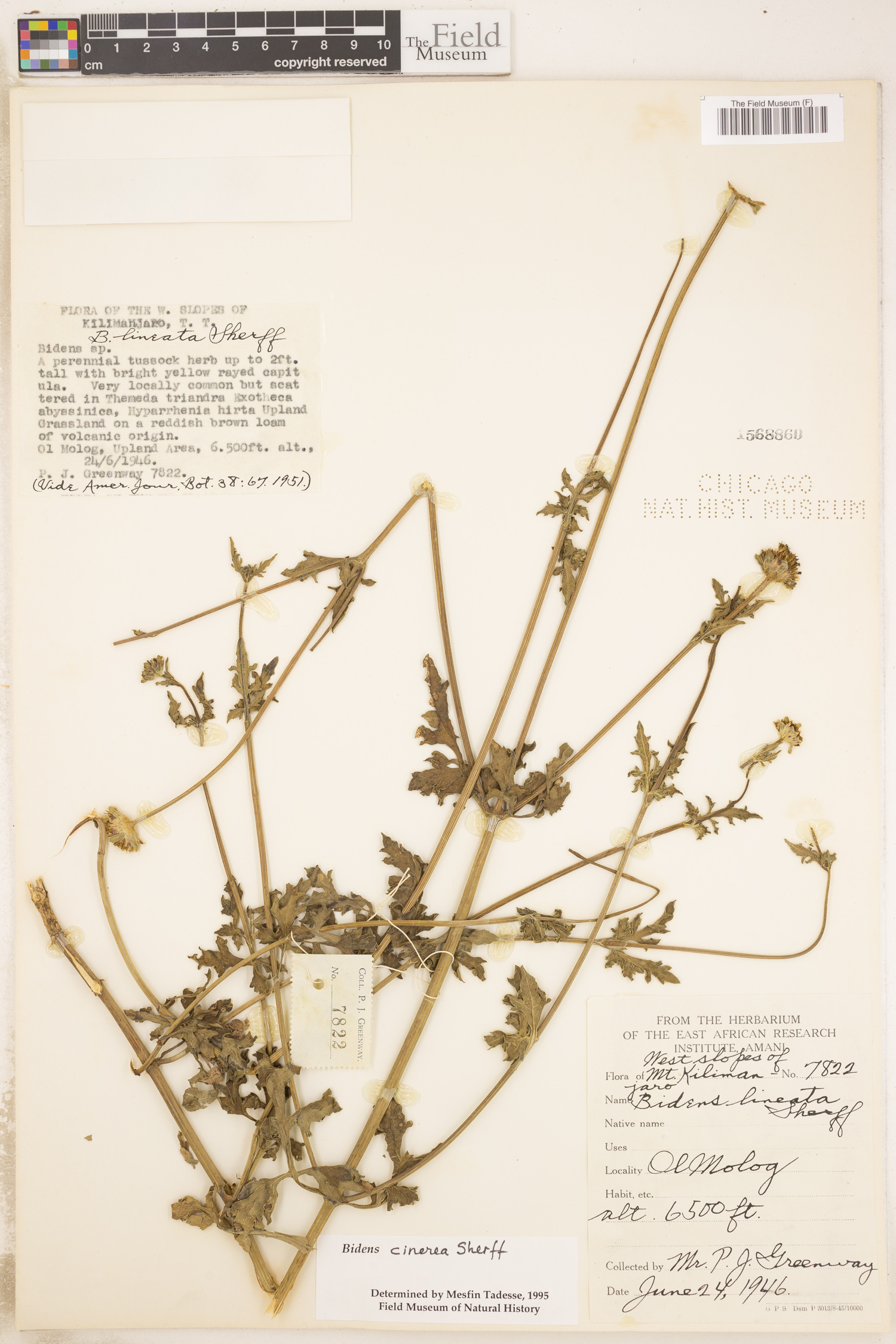 Bidens cinerea image