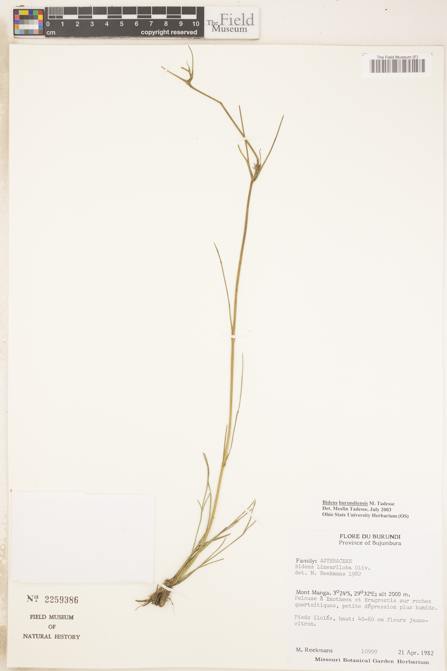 Bidens lineariloba image