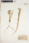 Euphorbia spathulata image