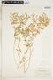 Euphorbia spathulata image