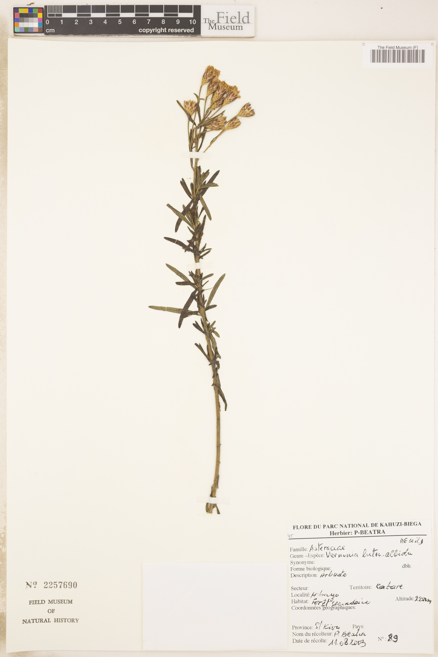 Oocephala stenocephala image
