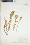 Euphorbia spathulata image