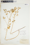 Euphorbia spathulata image