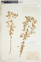 Euphorbia spathulata image