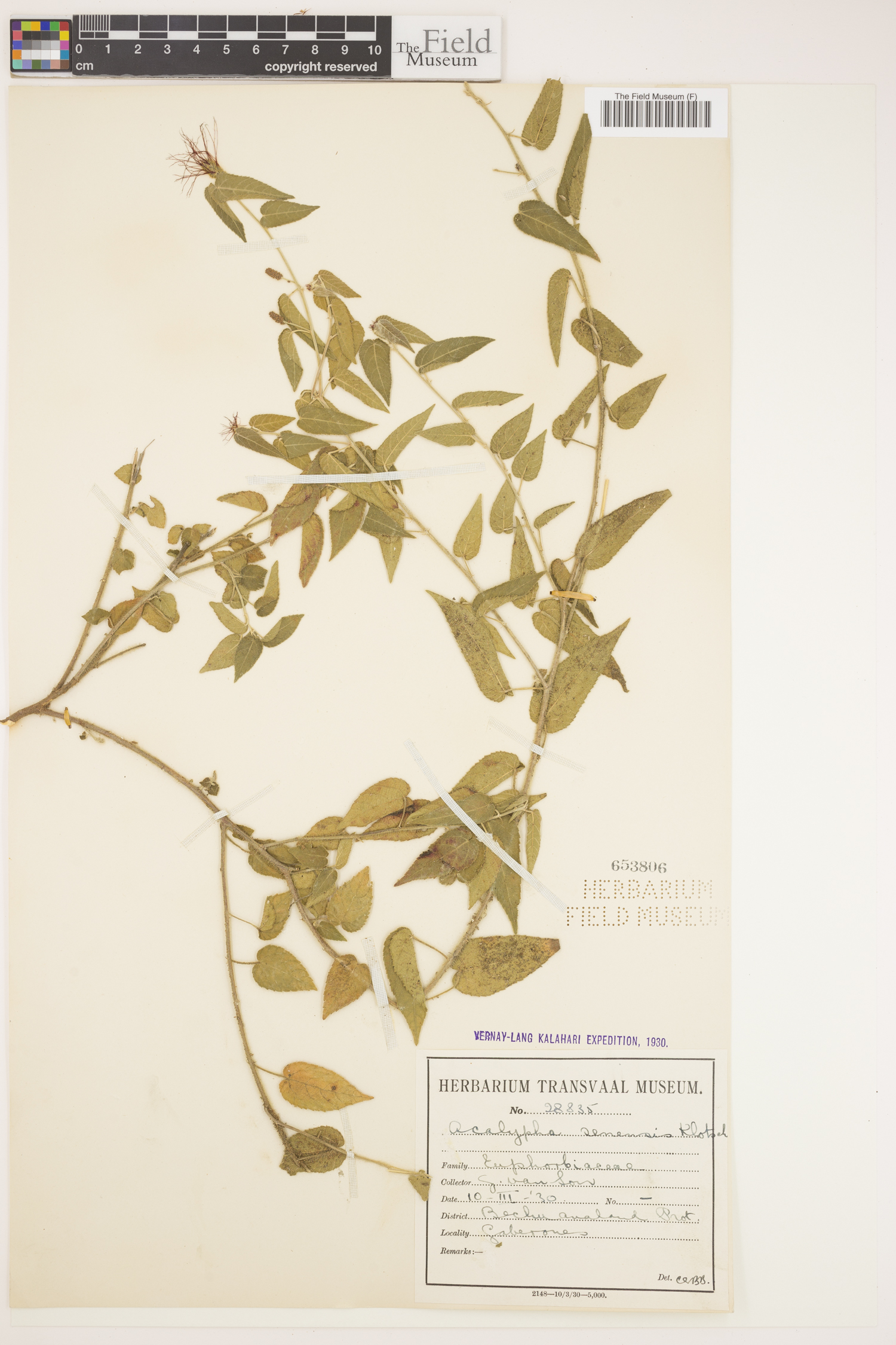 Acalypha petiolaris image