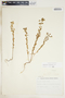 Euphorbia spathulata image