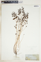 Euphorbia spathulata image