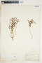 Euphorbia spathulata image