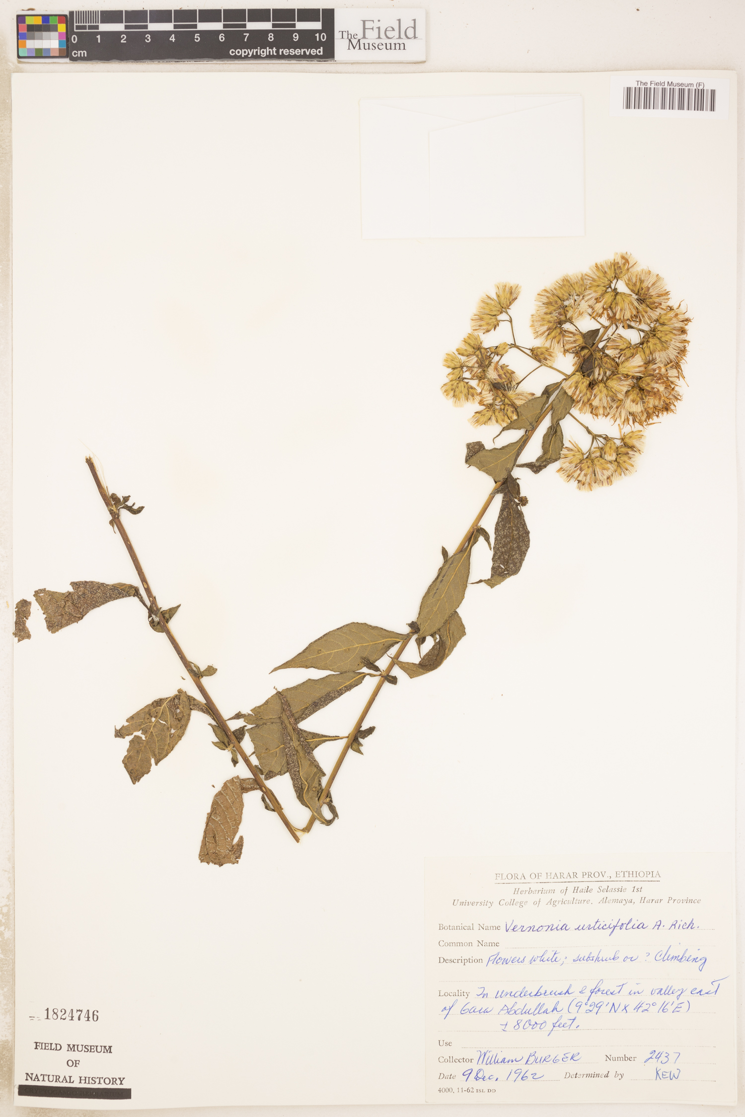 Vernonia urticifolia image