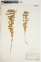 Euphorbia spathulata image