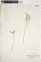 Euphorbia spathulata image