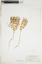 Euphorbia spathulata image