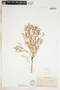 Euphorbia spathulata image