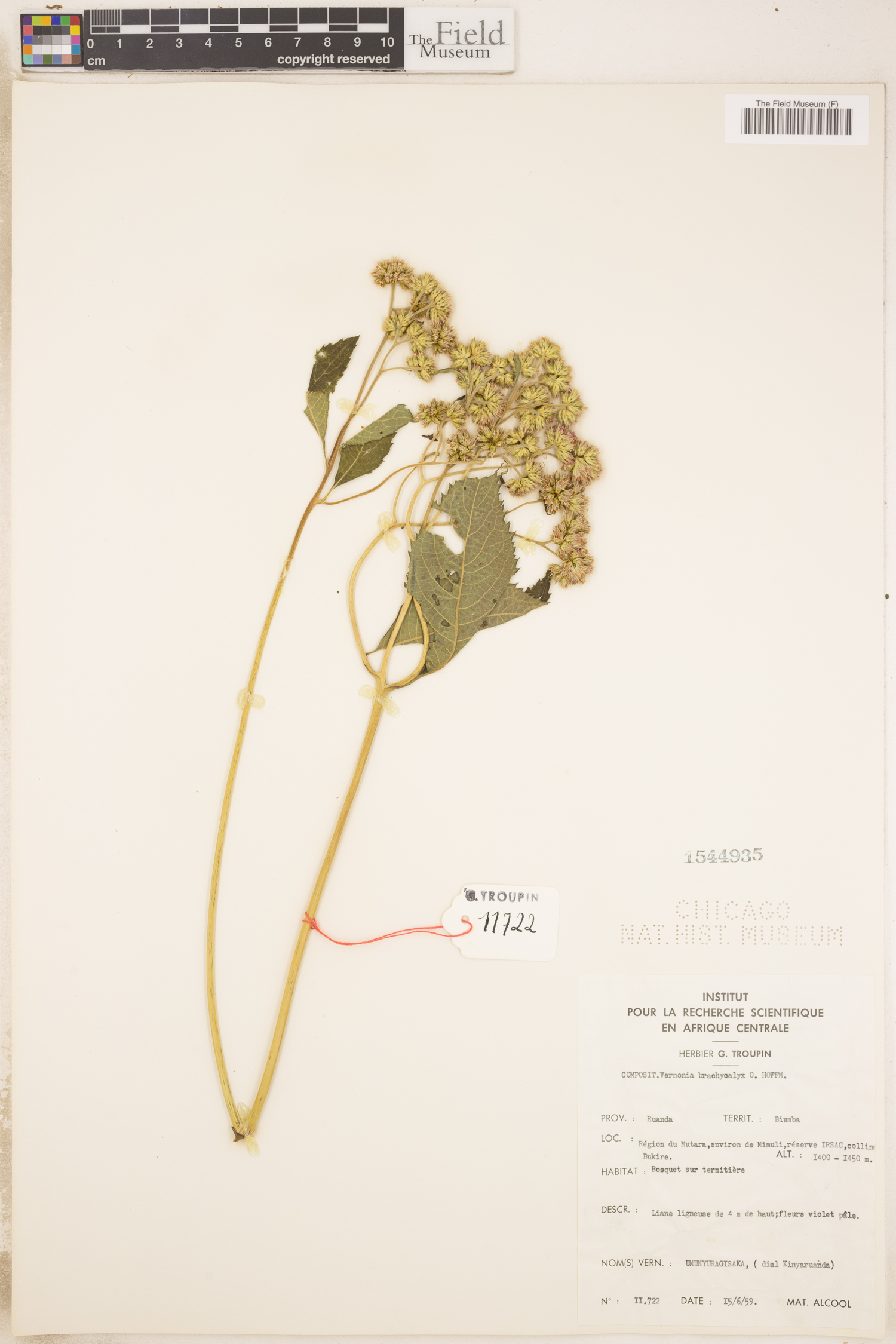 Hoffmannanthus image
