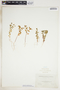 Euphorbia spathulata image