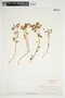 Euphorbia spathulata image
