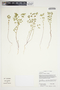 Euphorbia tetrapora image