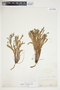 Euphorbia trichotoma image
