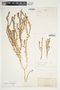 Euphorbia trichotoma image