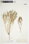 Euphorbia trichotoma image