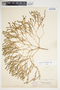 Euphorbia trichotoma image