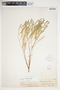Euphorbia trichotoma image