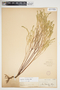 Euphorbia trichotoma image