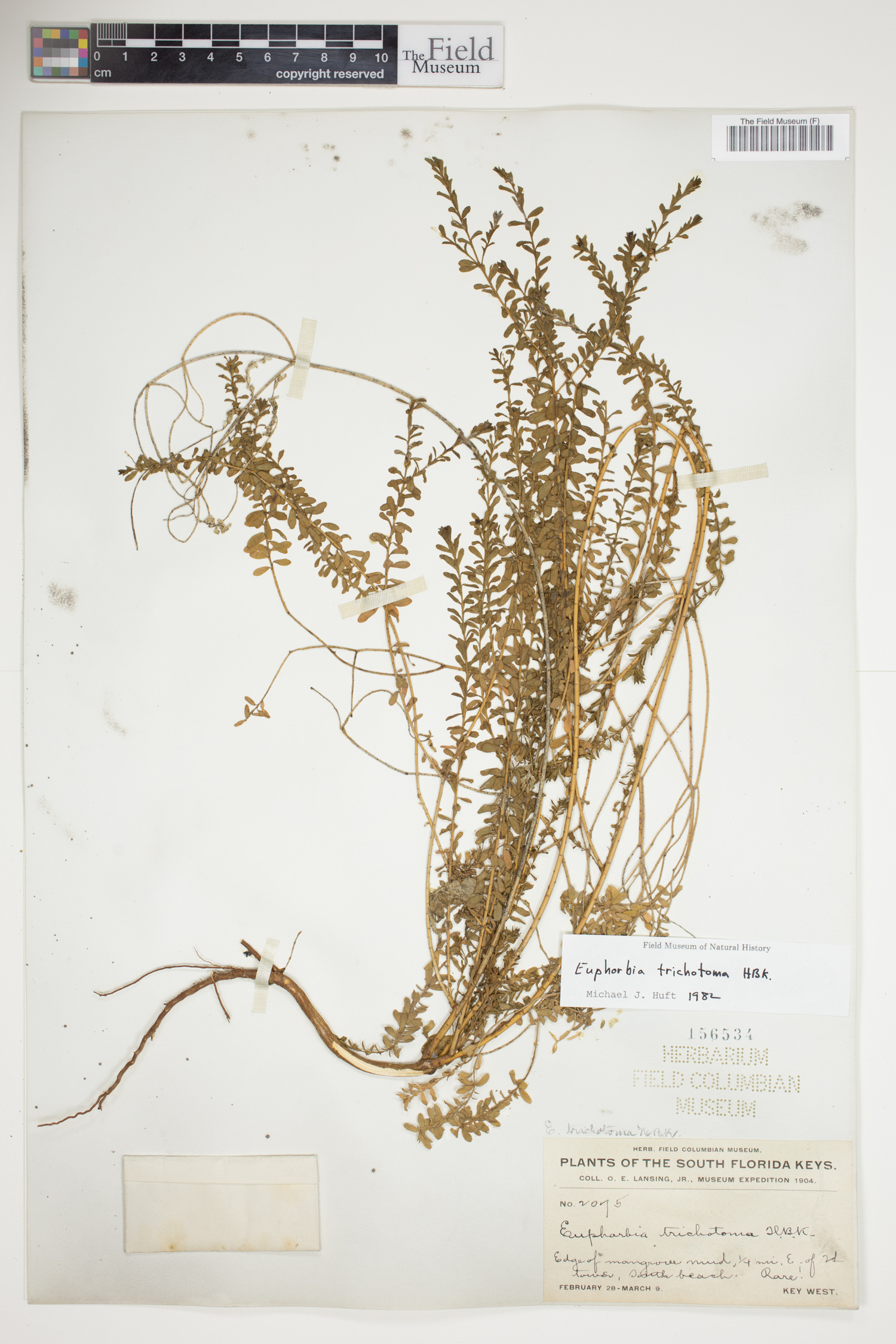 Euphorbia trichotoma image