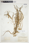 Euphorbia trichotoma image