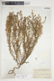 Euphorbia trichotoma image