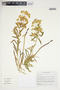 Euphorbia uralensis image