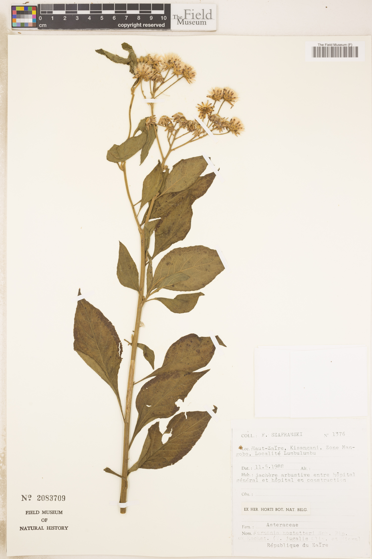 Vernonia hochstetteri image