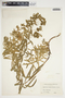 Euphorbia virgata image