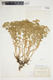 Euphorbia yaquiana image