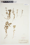 Euphorbia texana image