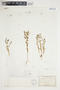 Euphorbia texana image