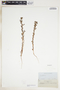 Euphorbia spathulata image