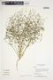 Euphorbia curtisii image