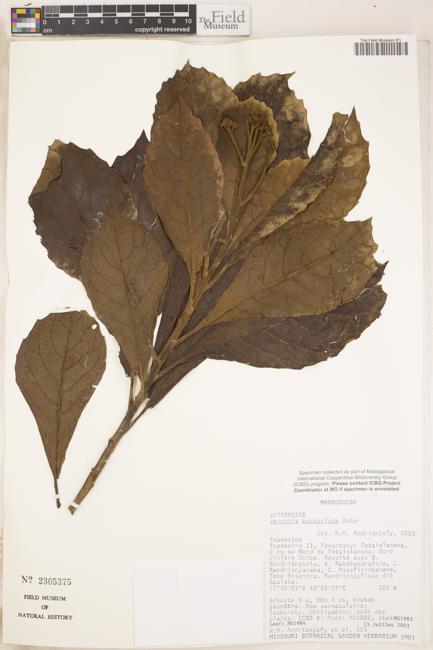 Vernonia pachyclada image