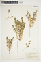 Euphorbia serpillifolia image
