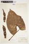 Philodendron advena image