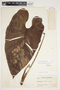 Philodendron advena image