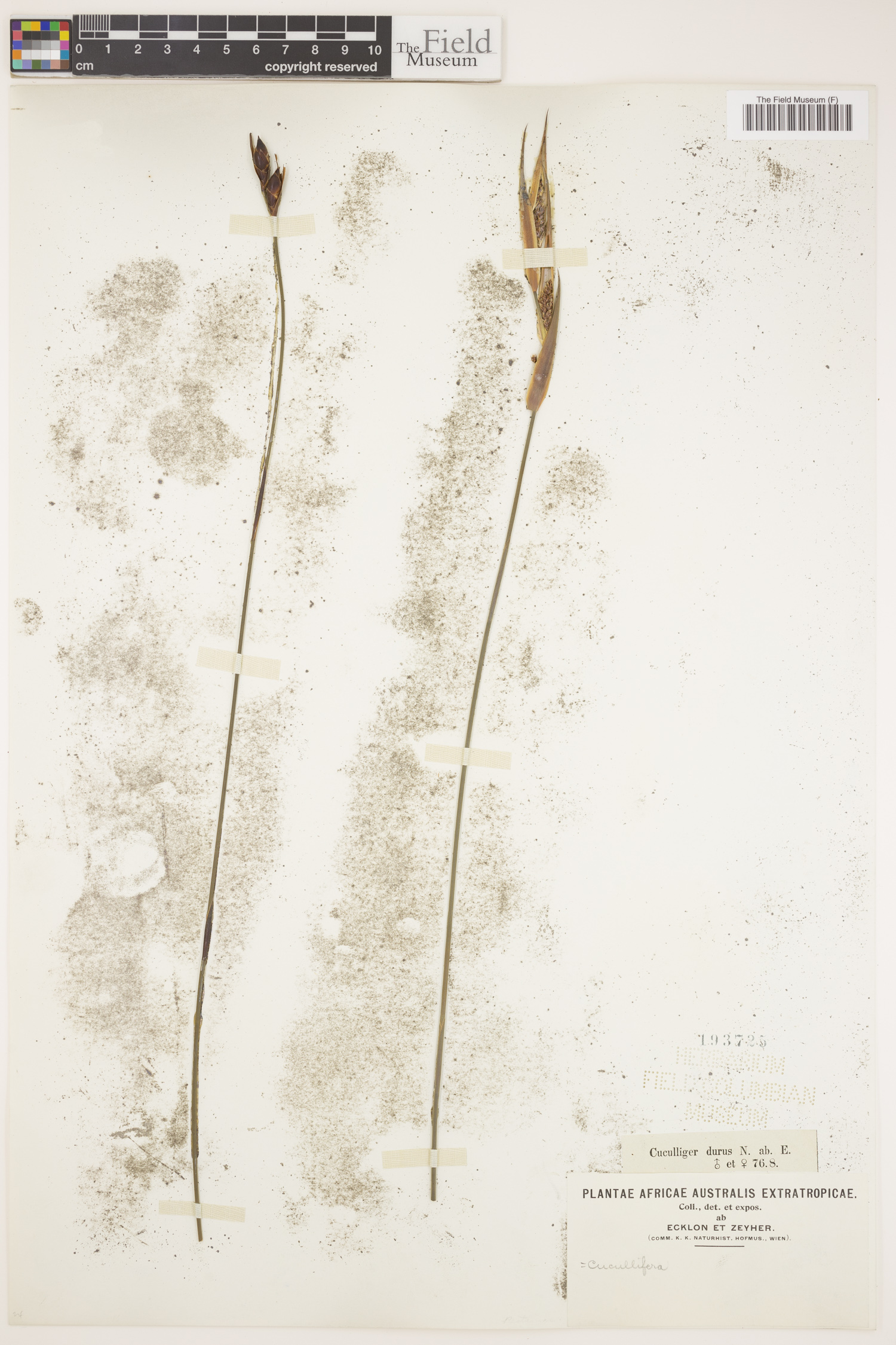Cannomois parviflora image