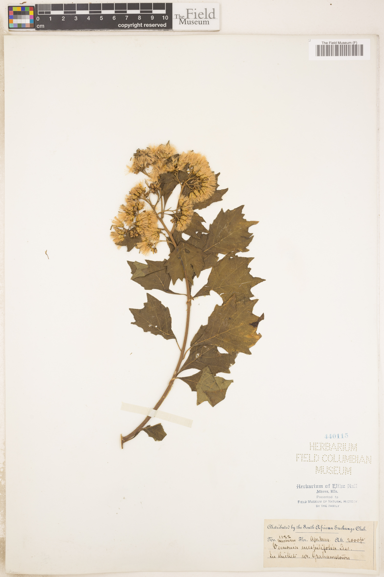 Gymnanthemum capense image