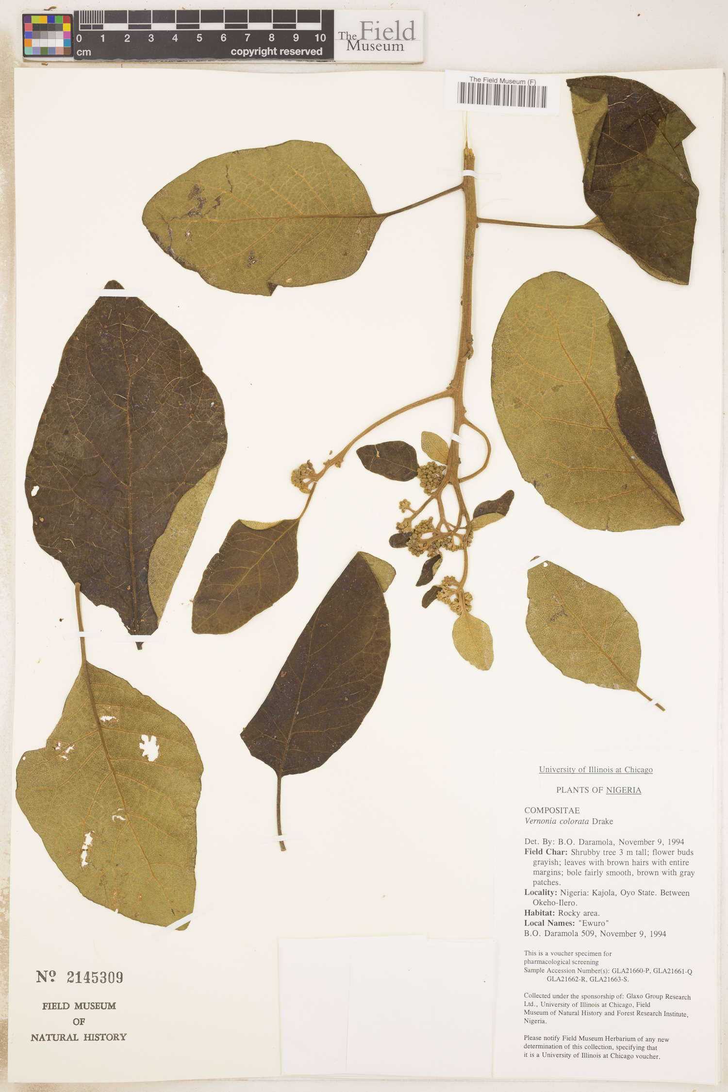 Gymnanthemum coloratum image